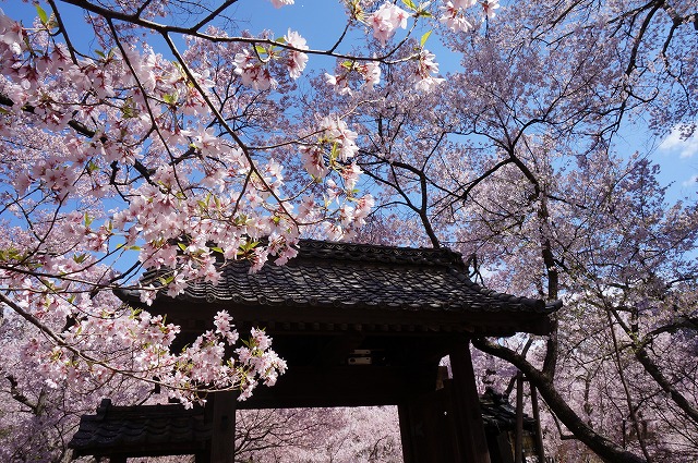 sakura